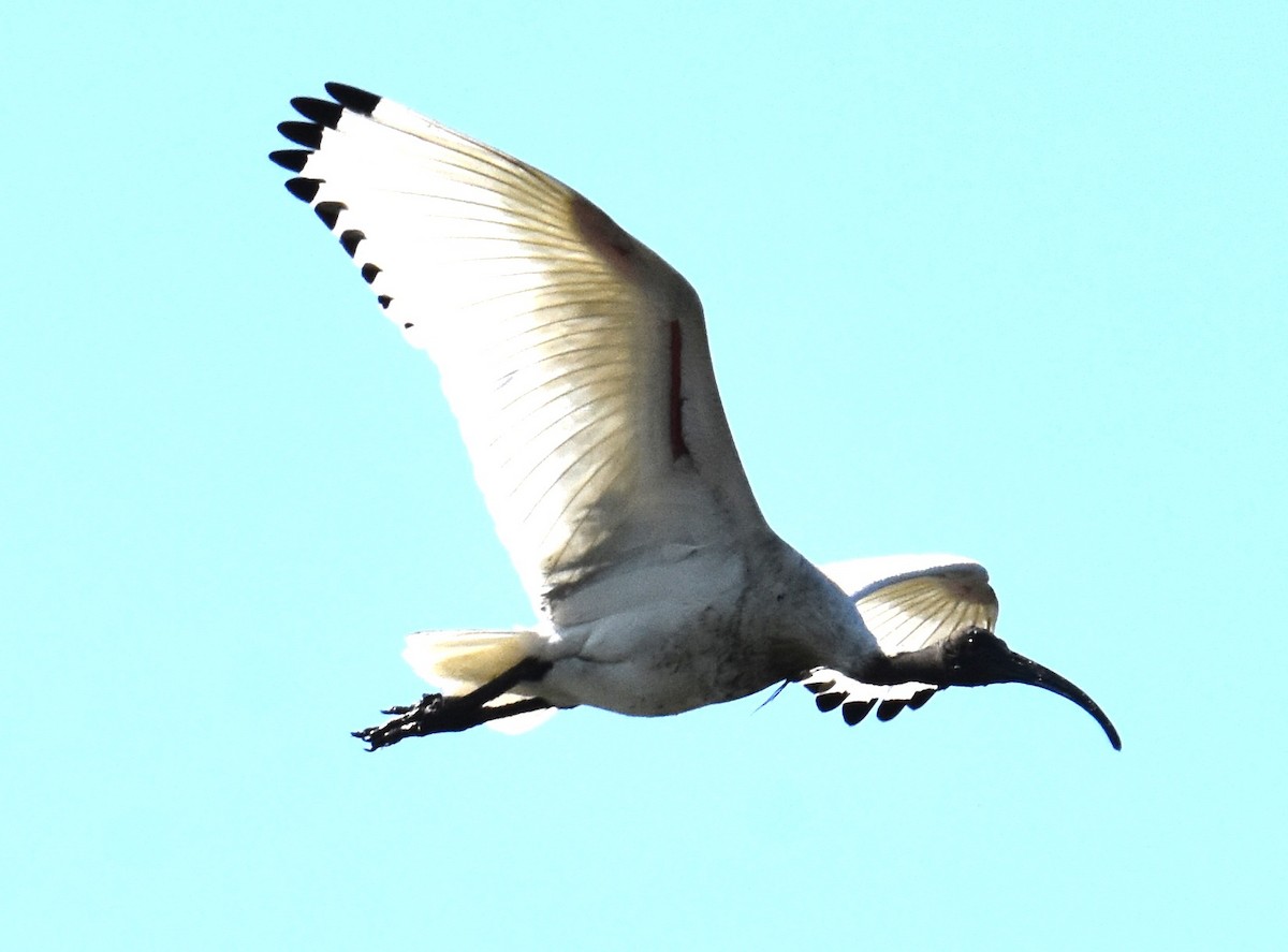 Australian Ibis - ML642693451