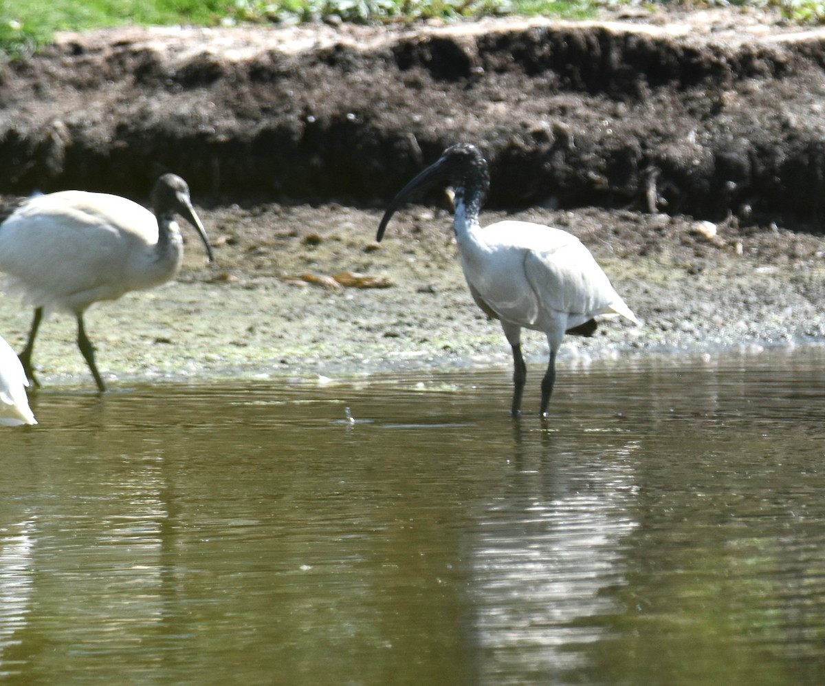 Australian Ibis - ML642693452