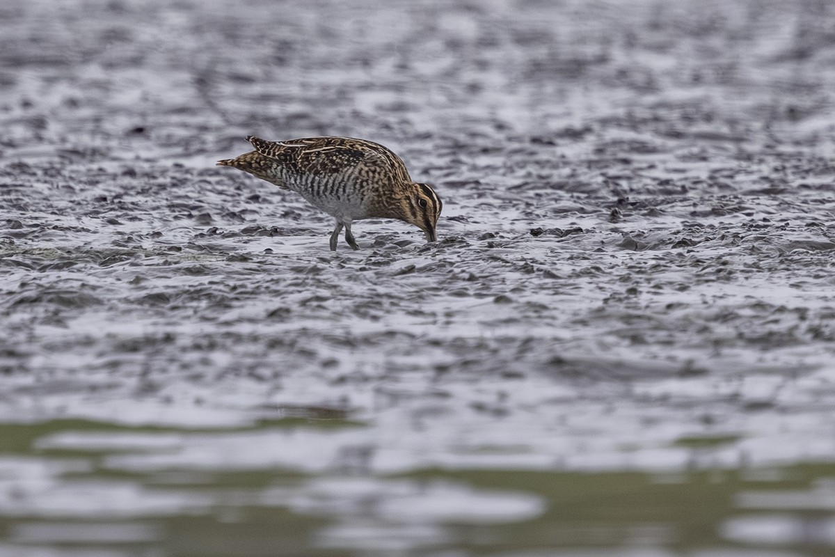 Wilson's Snipe - ML642693453