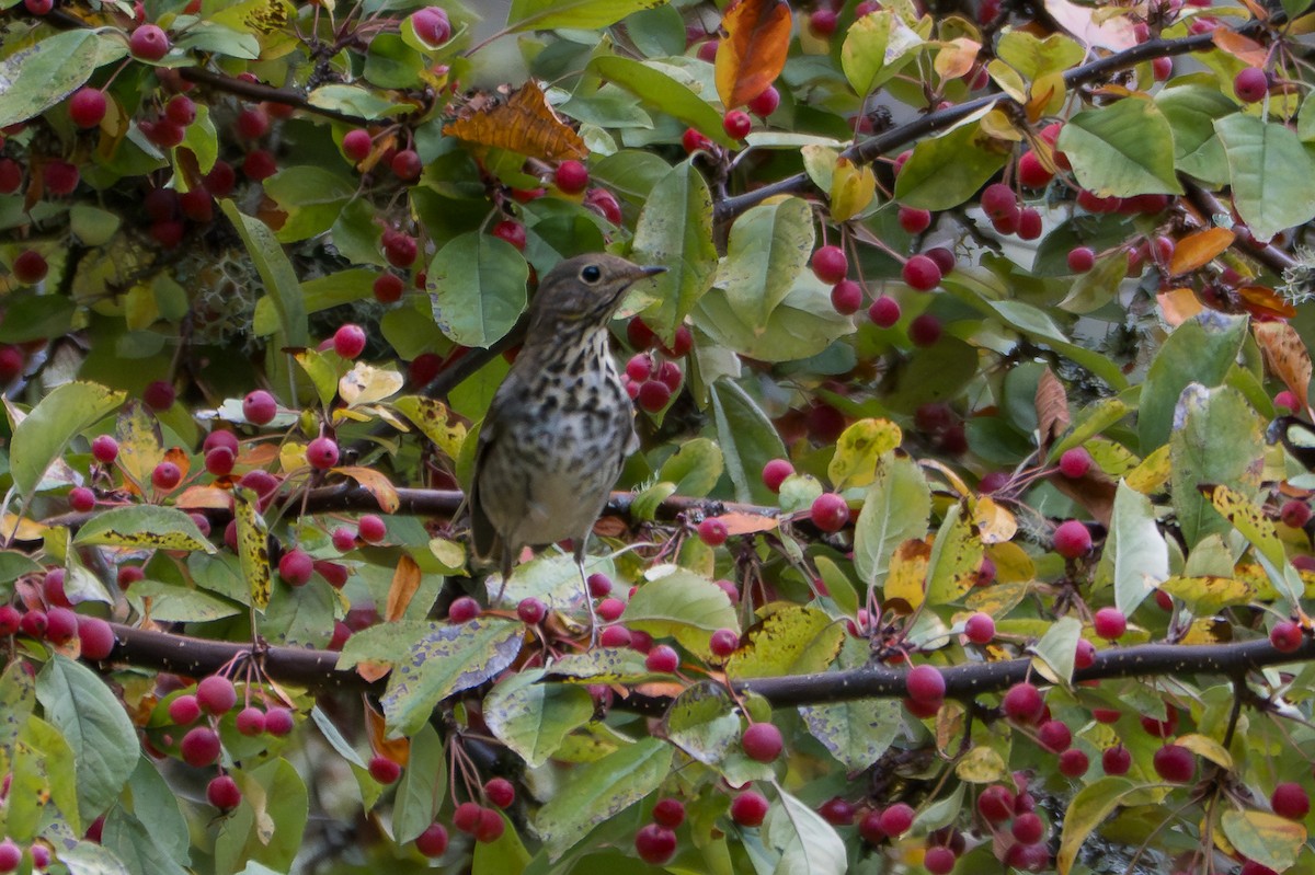 Hermit Thrush - ML642693456