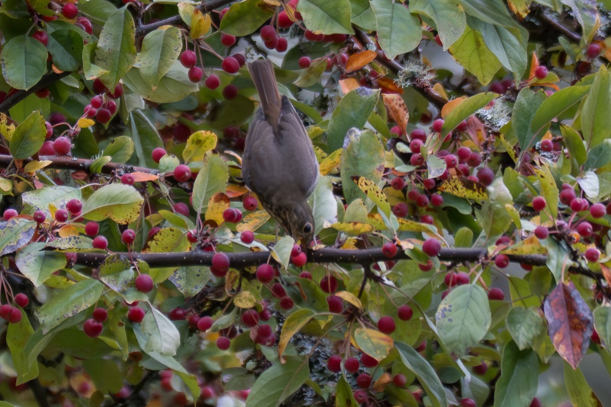 Hermit Thrush - ML642693459