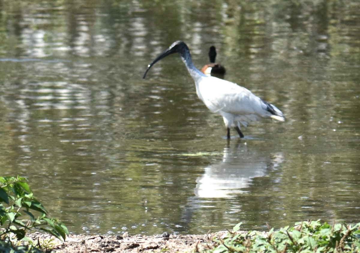 Australian Ibis - ML642693460