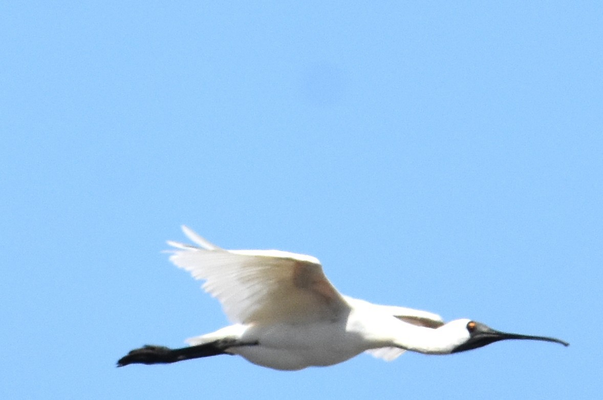 Royal Spoonbill - ML642693461
