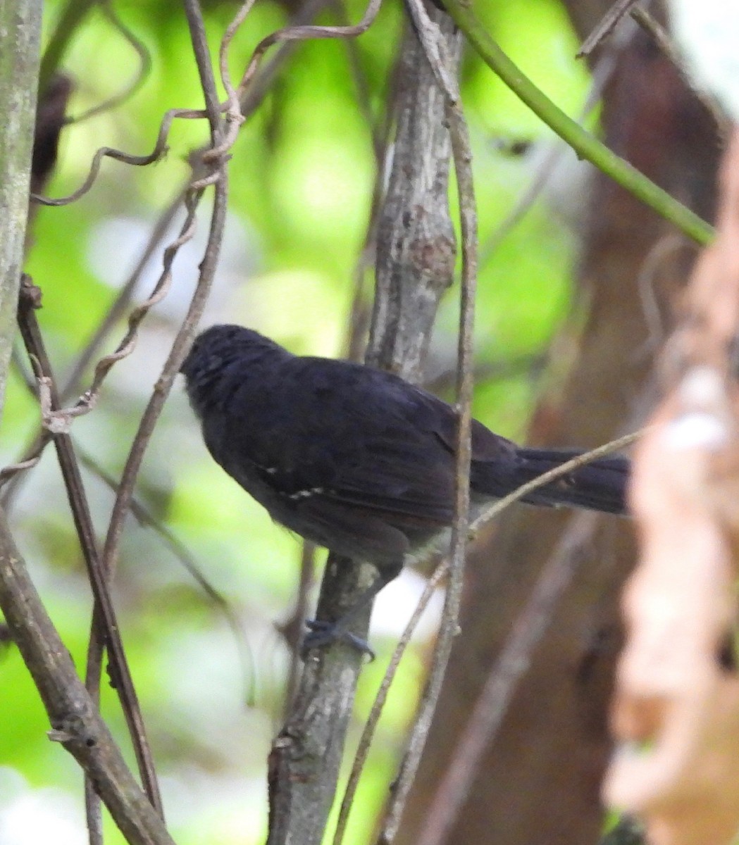 Dusky Antbird - ML642693462