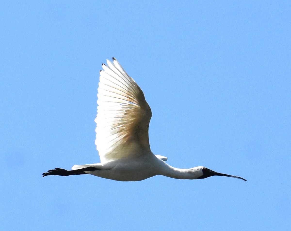 Royal Spoonbill - ML642693463