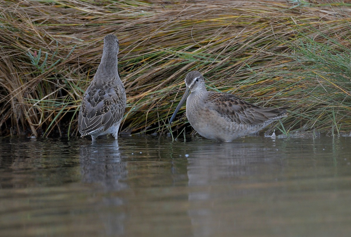 Long-billed Dowitcher - ML642693465