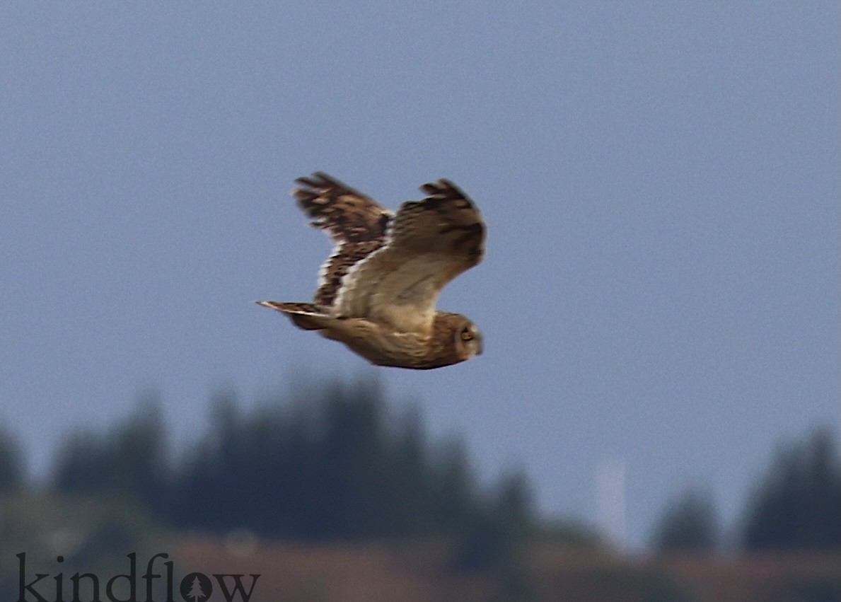 Short-eared Owl - ML642693468