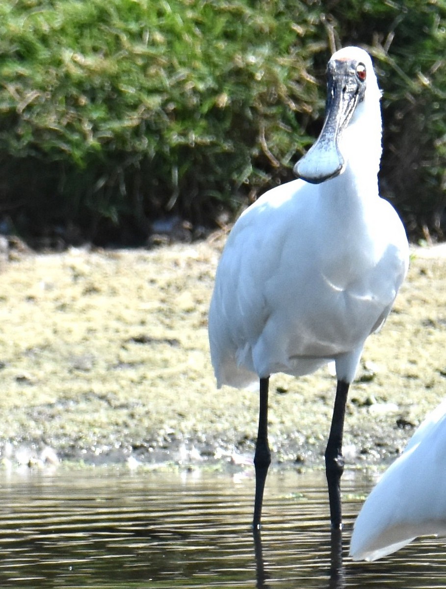 Royal Spoonbill - ML642693469