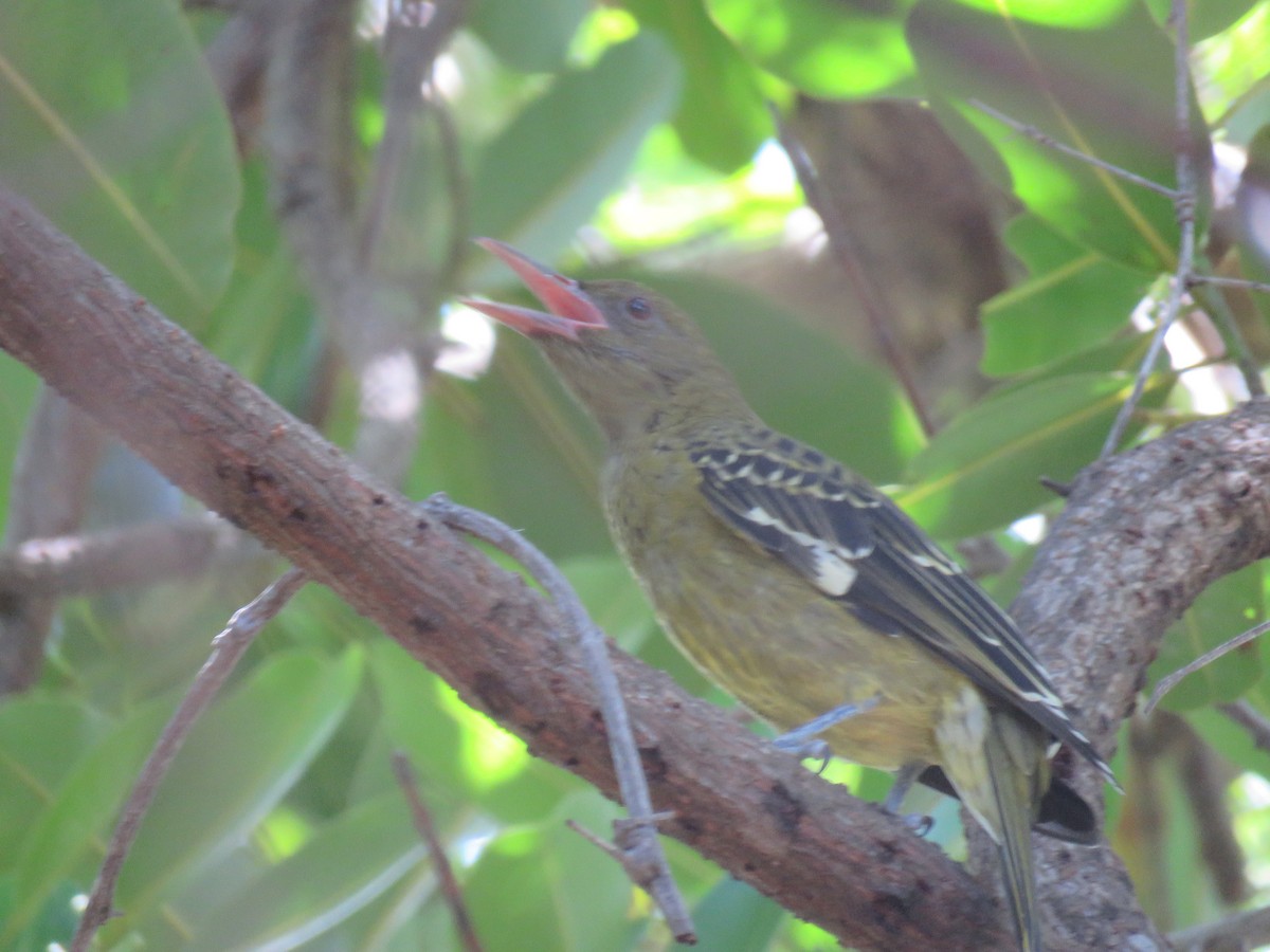Green Oriole - ML642693473