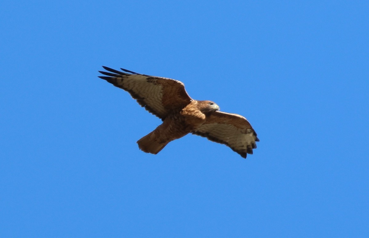 Red-tailed Hawk (calurus/alascensis) - ML642693481