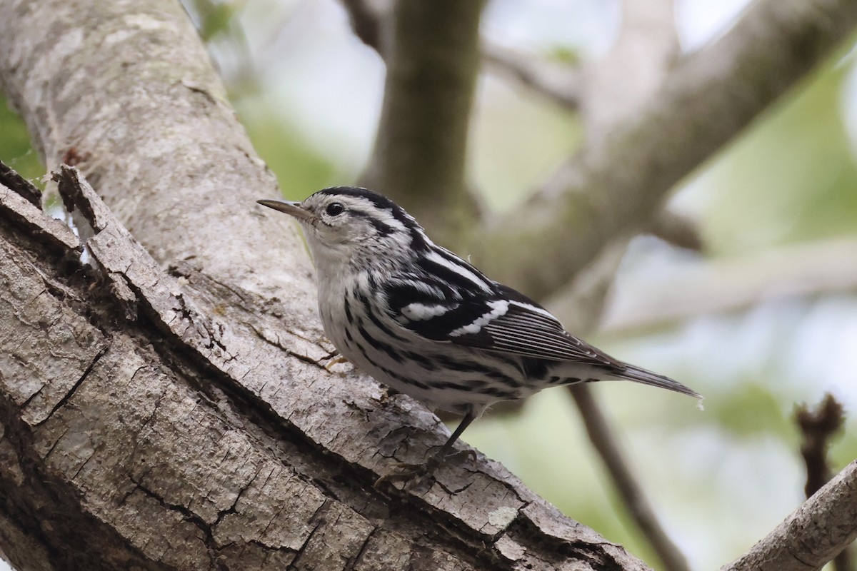 Black-and-white Warbler - ML642693482