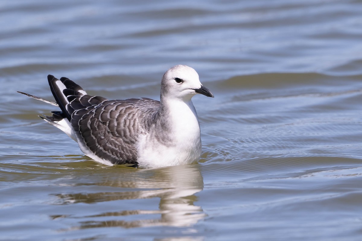 Sabine's Gull - ML642693489