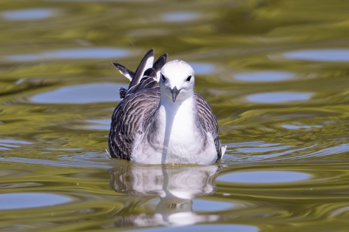 Sabine's Gull - ML642693490