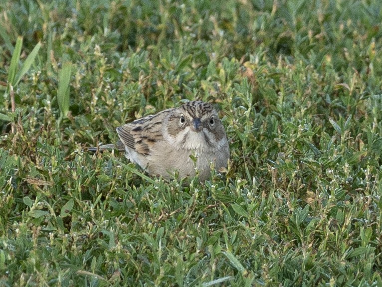 Brewer's Sparrow - ML642693491