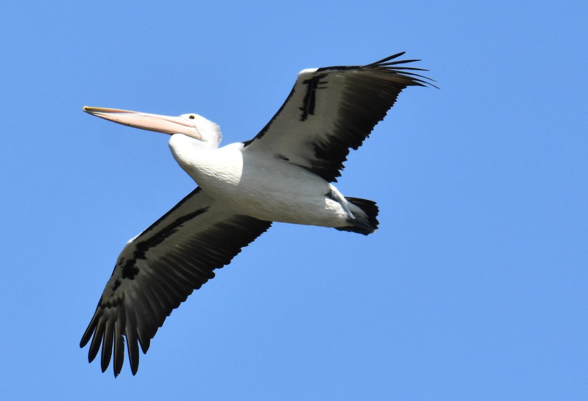 Australian Pelican - ML642693492