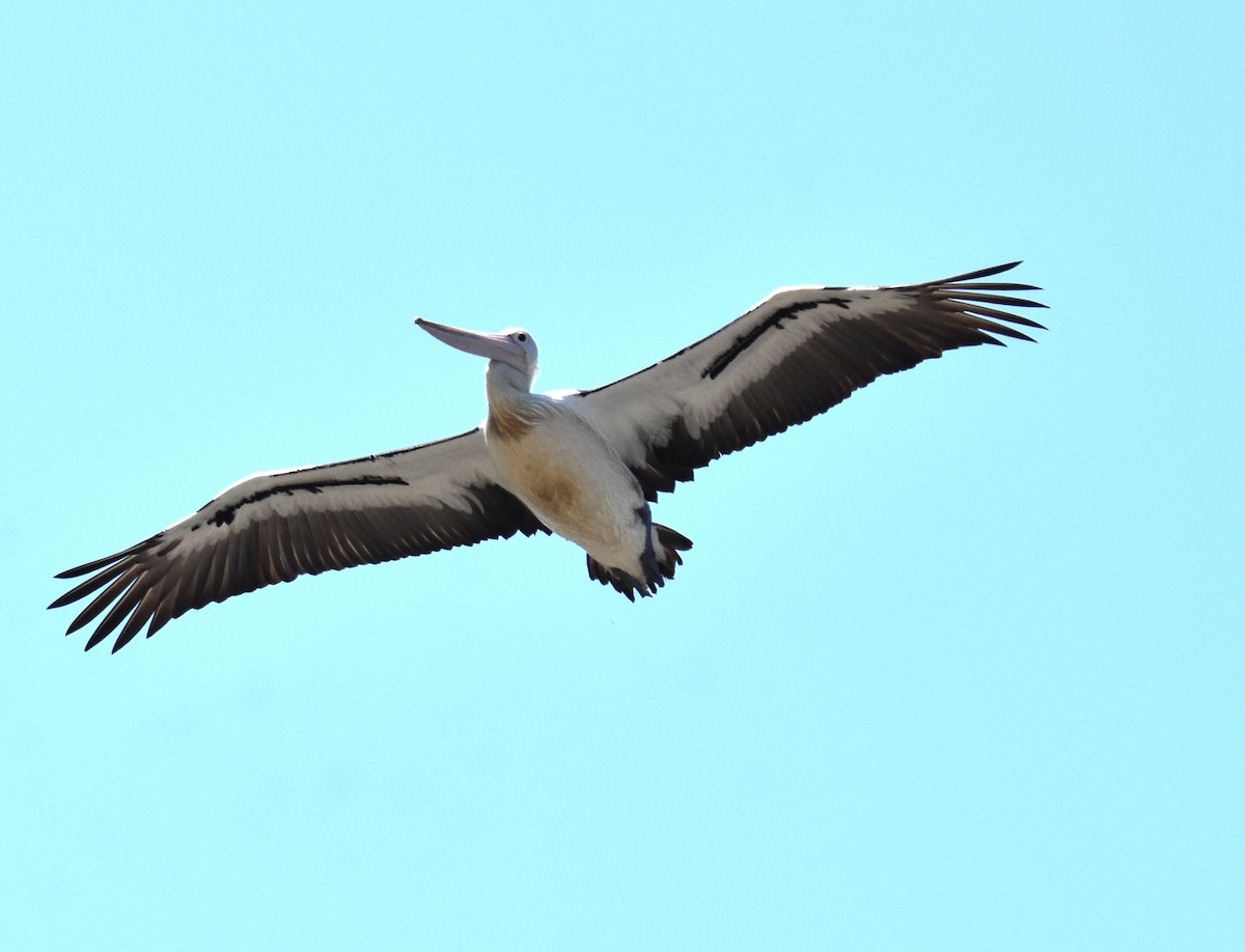 Australian Pelican - ML642693494