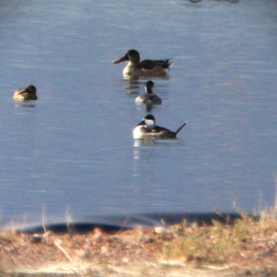 Ruddy Duck - ML642693495