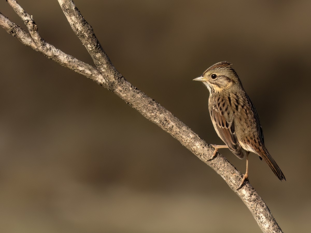 Lincoln's Sparrow - ML642693496