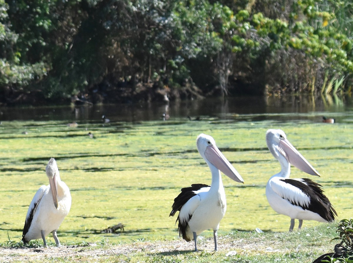 Australian Pelican - ML642693497