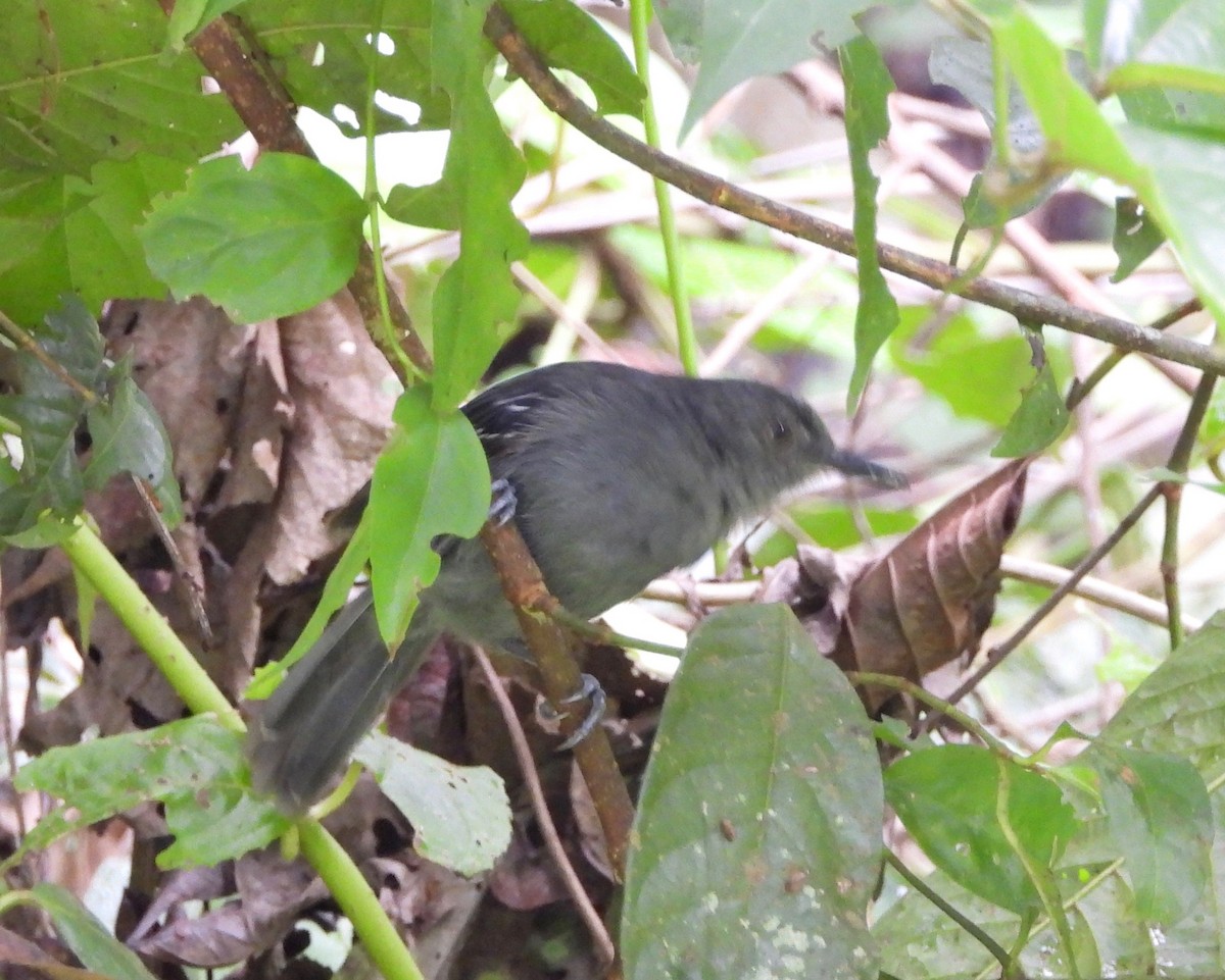 Black-crowned Antshrike - ML642693498