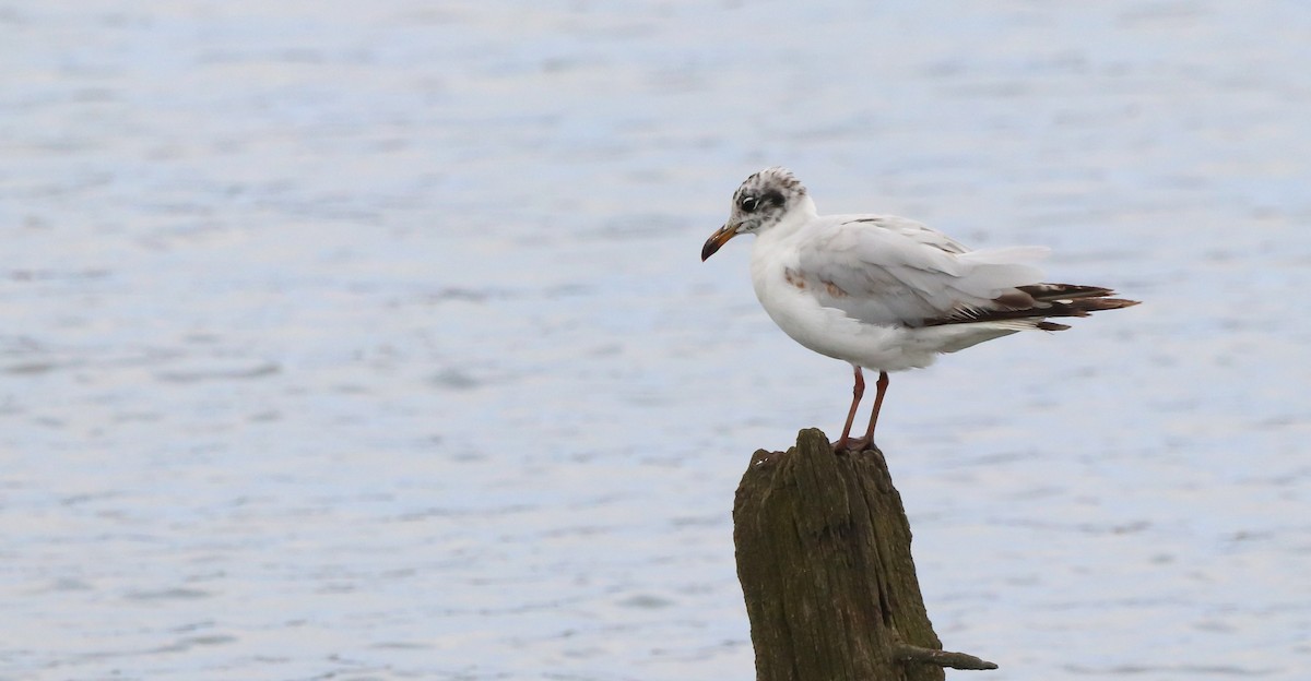 Mediterranean Gull - ML642693499
