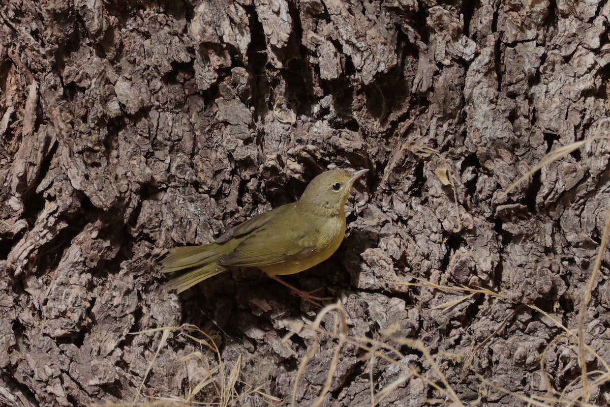 Mourning Warbler - ML642693501