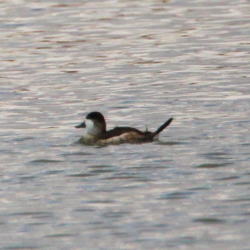 Ruddy Duck - ML642693504