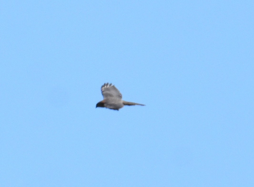 Brown Goshawk - ML642693507