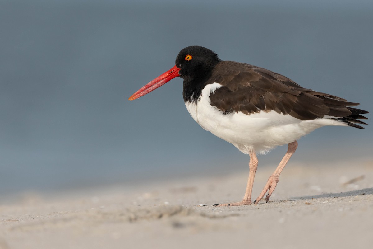 American Oystercatcher - ML642693509