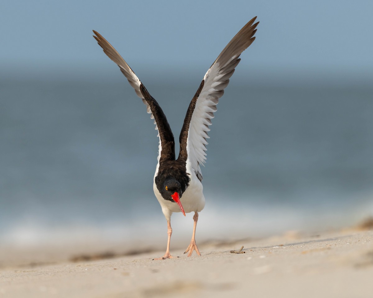 American Oystercatcher - ML642693511