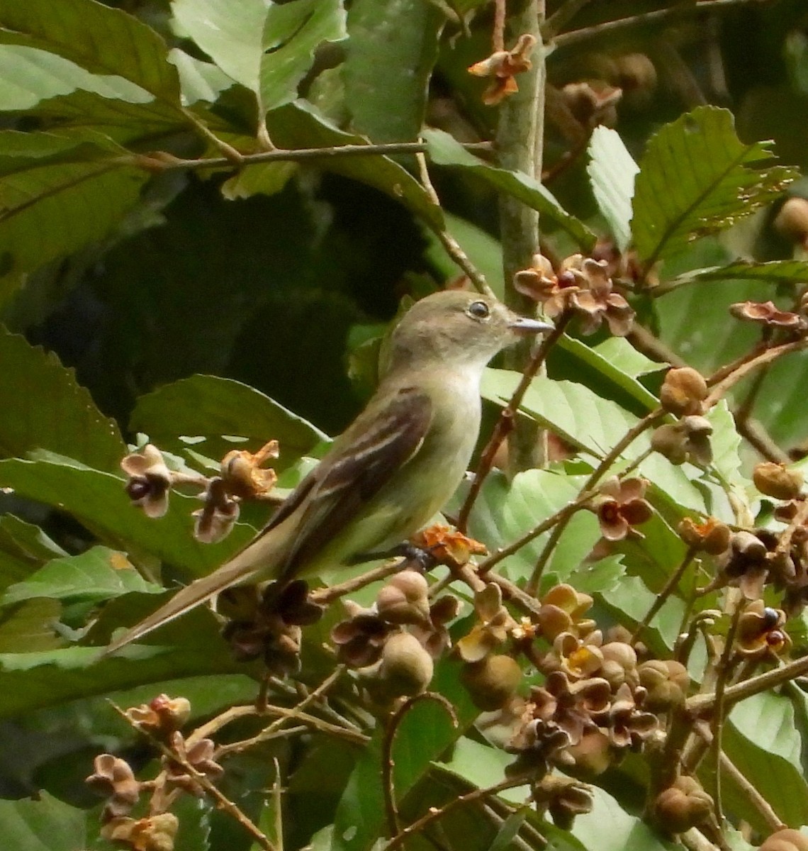 Alder Flycatcher - ML642693512