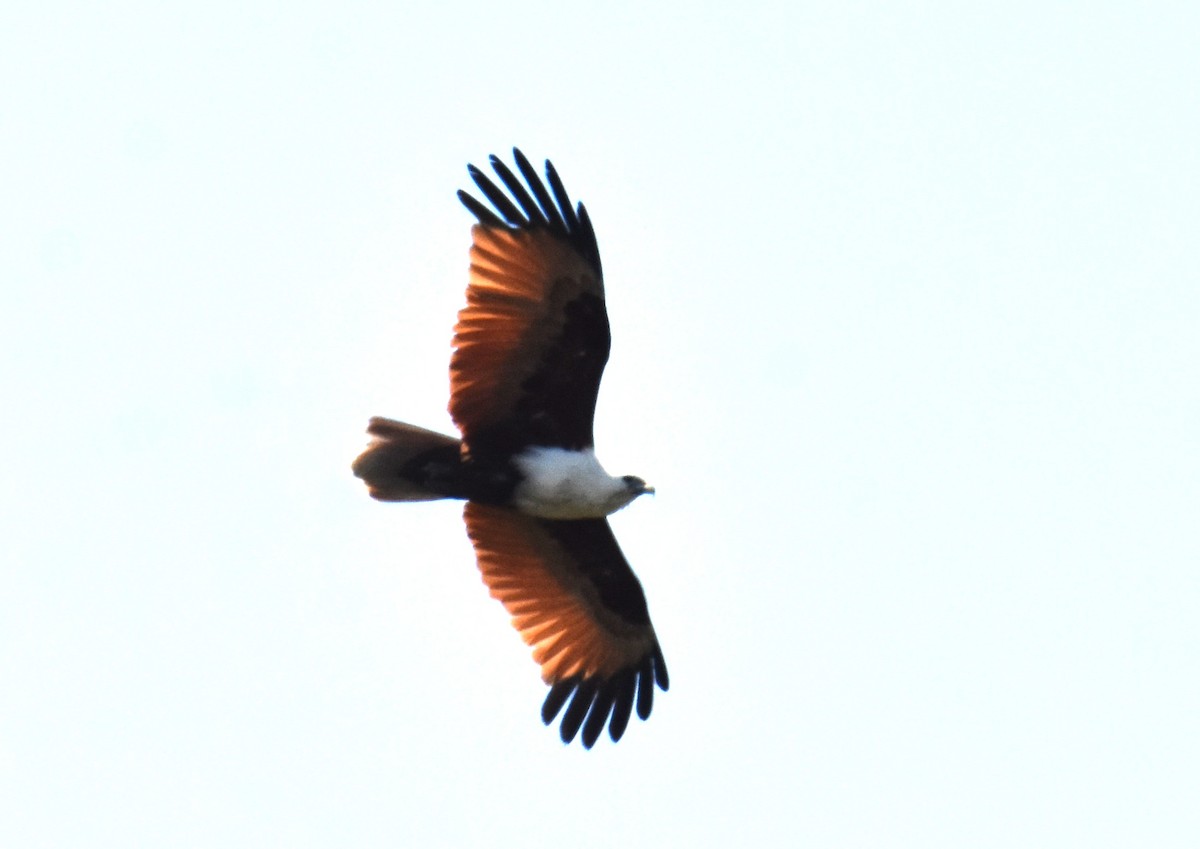 Brahminy Kite - ML642693514