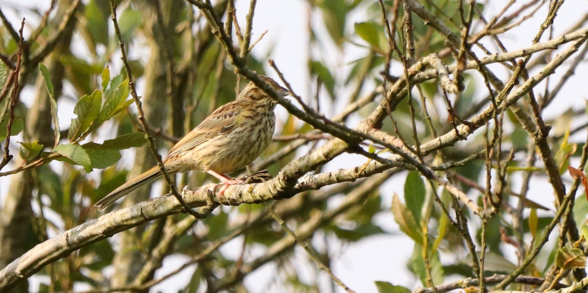 Cirl Bunting - ML642693515