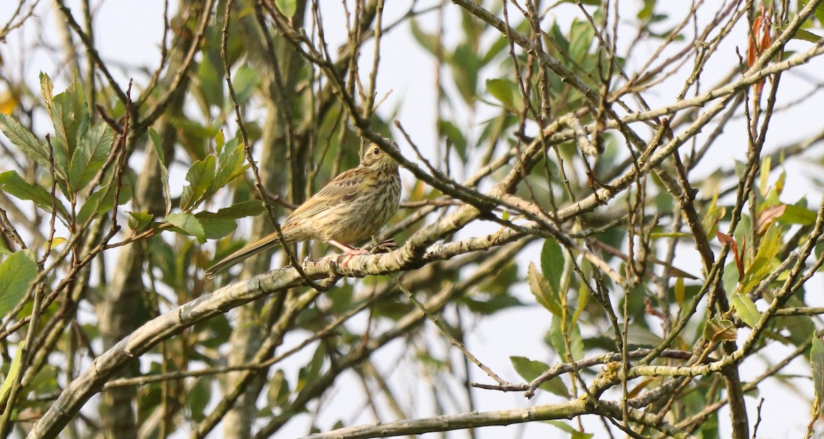 Cirl Bunting - ML642693516