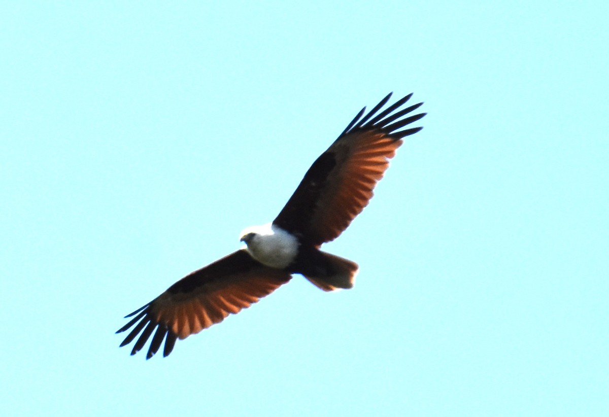 Brahminy Kite - ML642693517