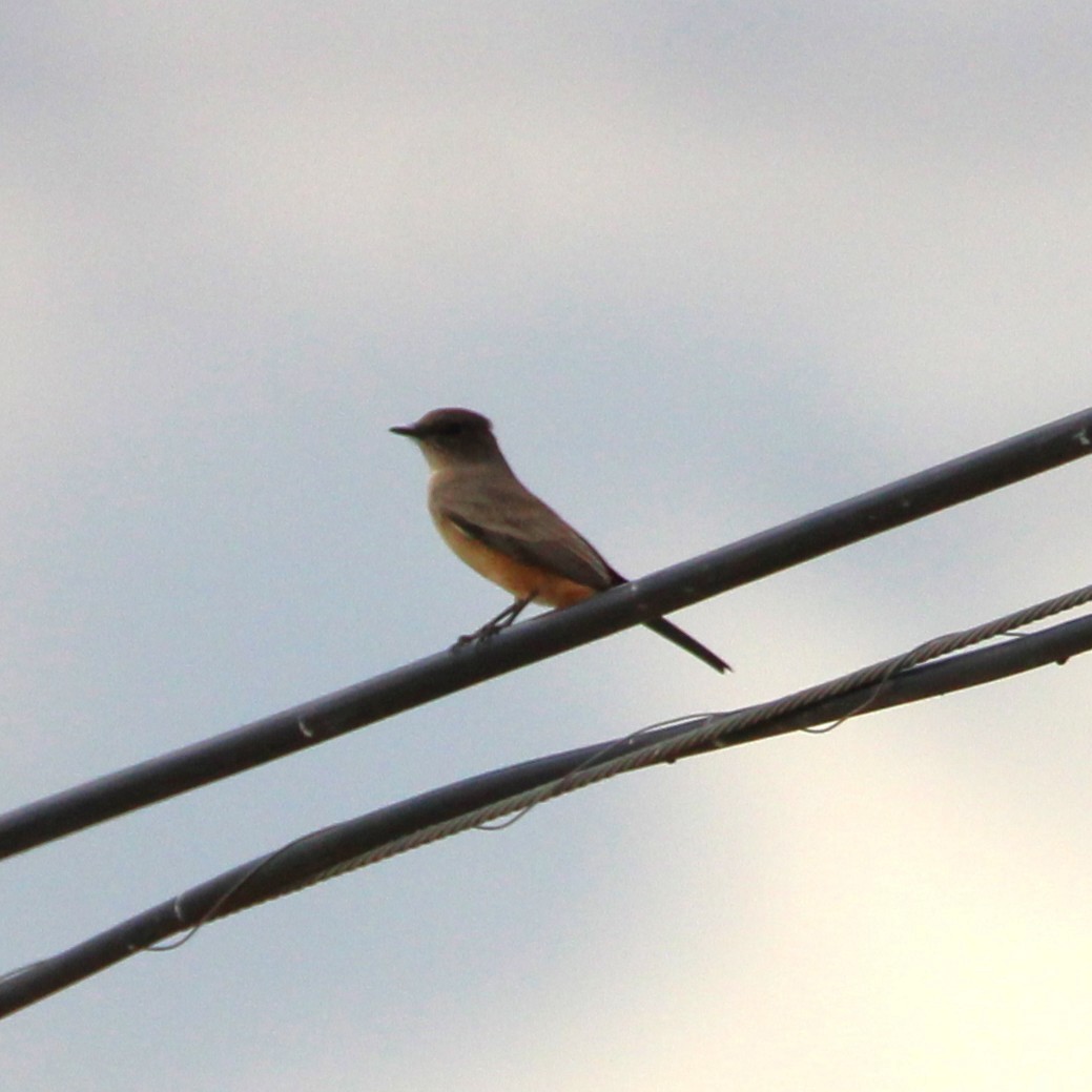 Say's Phoebe - ML642693518