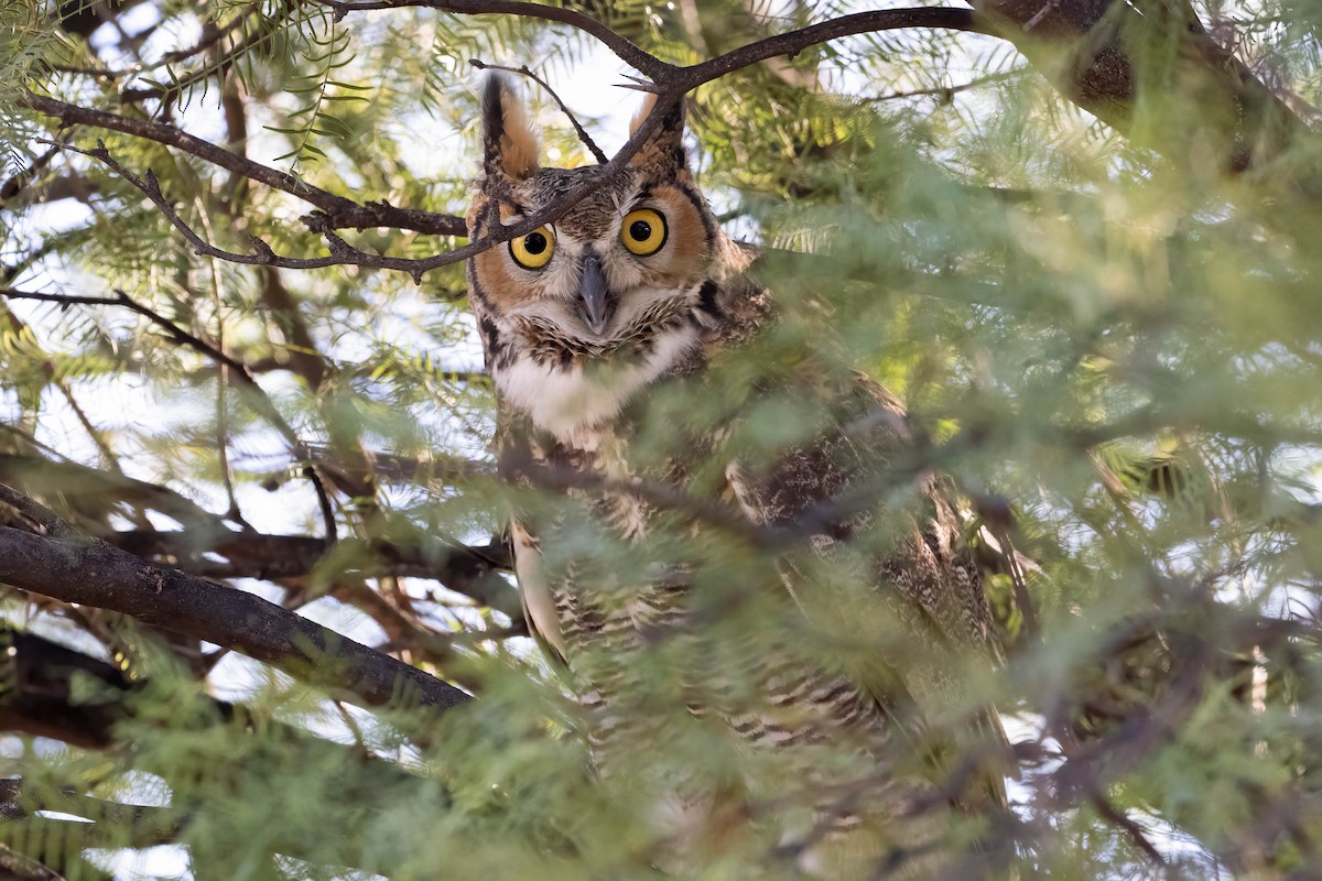 Great Horned Owl - ML642693519