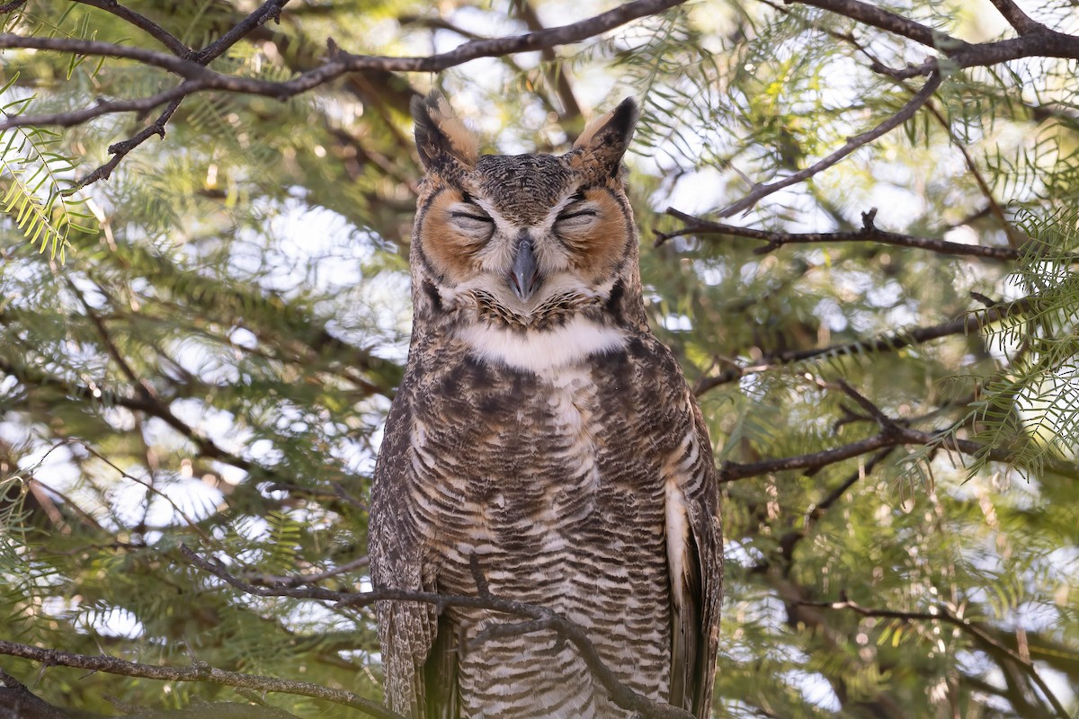 Great Horned Owl - ML642693520