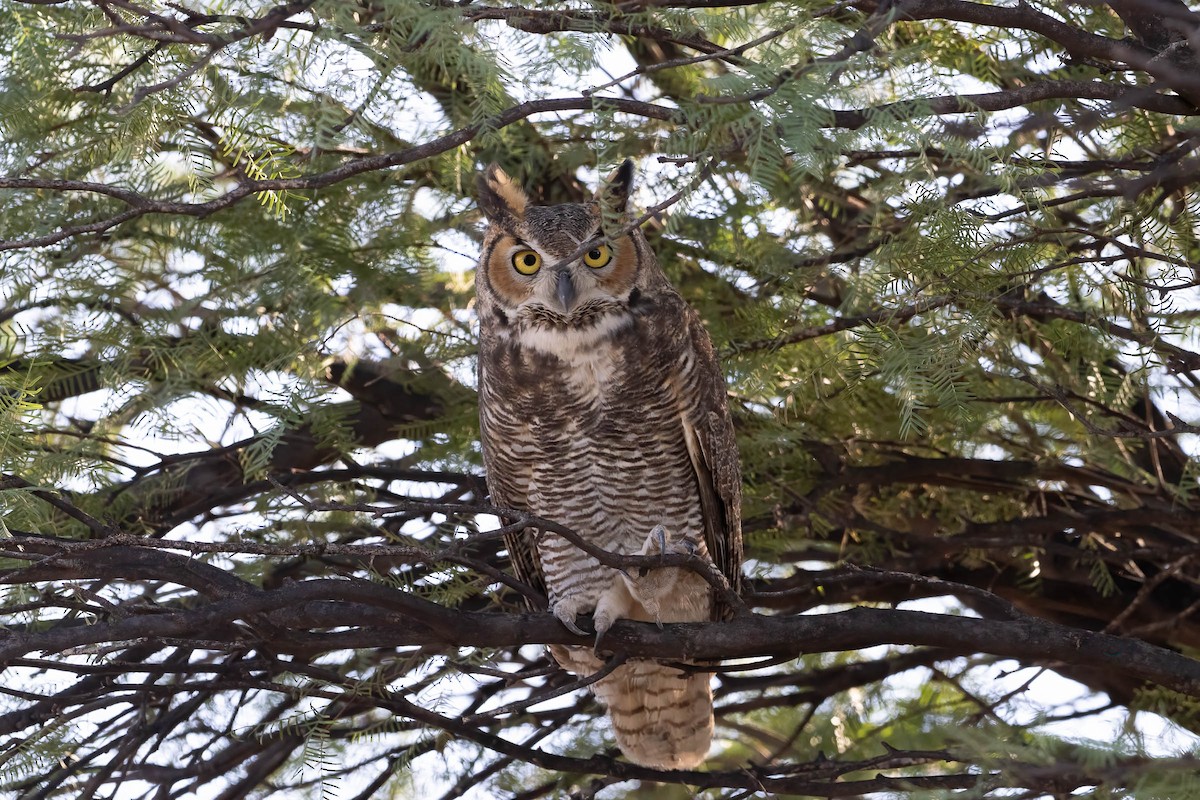 Great Horned Owl - ML642693521