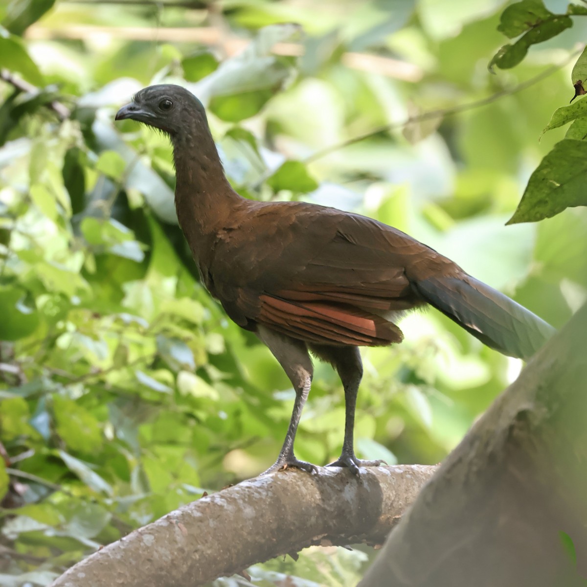 Gray-headed Chachalaca - ML642693524