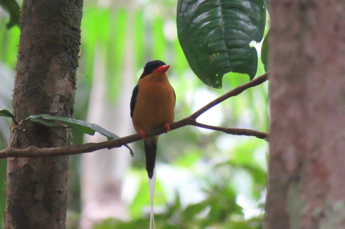 Buff-breasted Paradise-Kingfisher - ML642693528