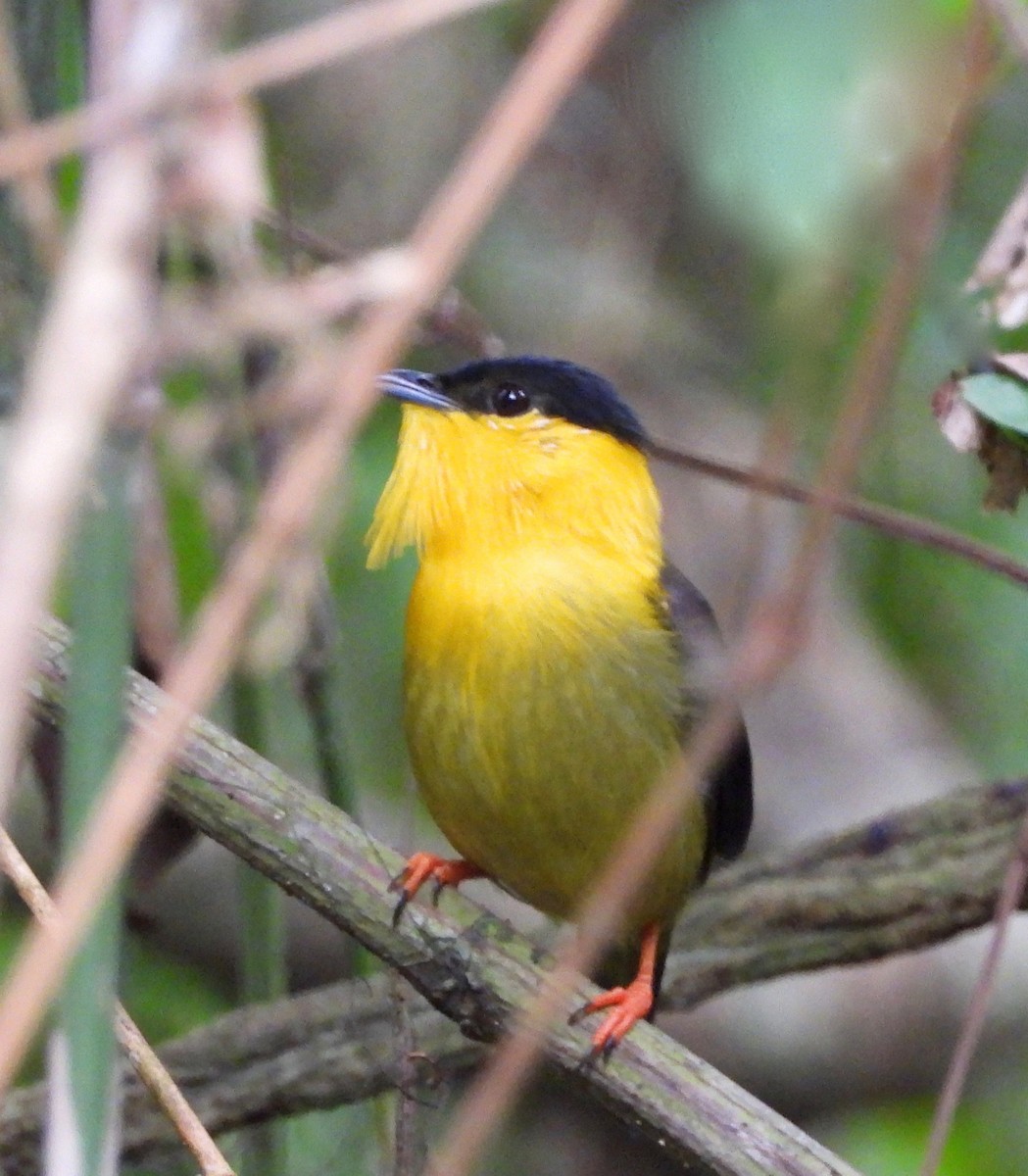 Golden-collared Manakin - ML642693529