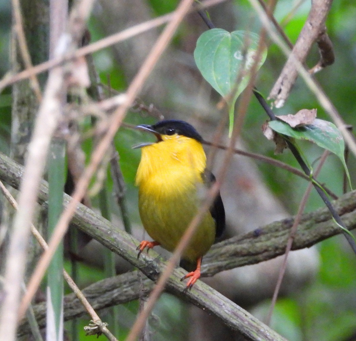 Golden-collared Manakin - ML642693530