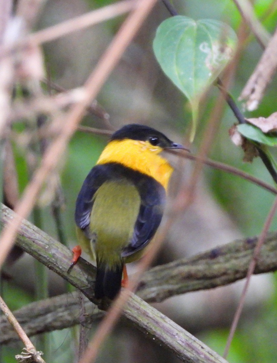 Golden-collared Manakin - ML642693531