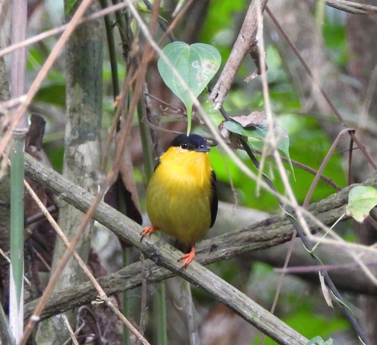 Golden-collared Manakin - ML642693532