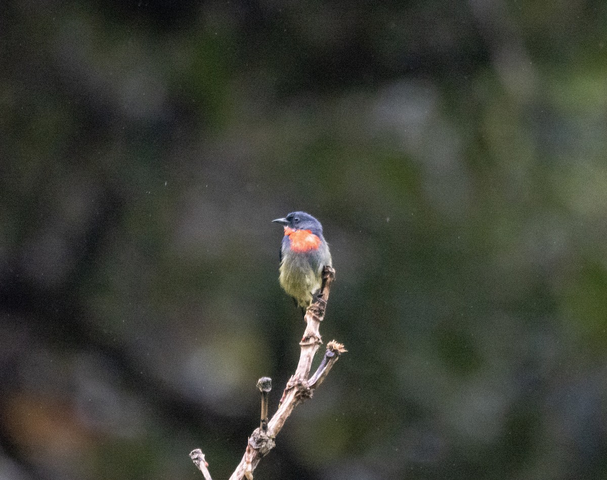Black-sided Flowerpecker - ML642693583