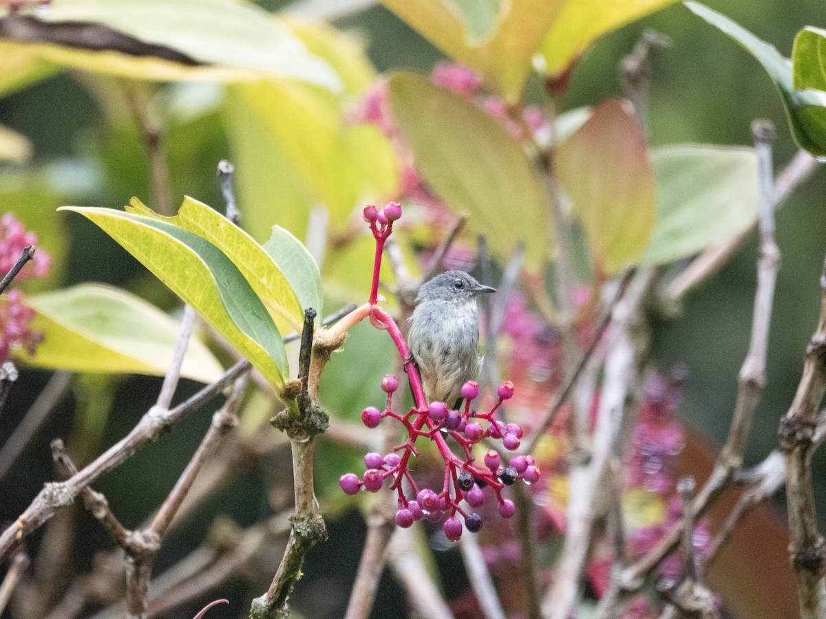 Black-sided Flowerpecker - ML642693584