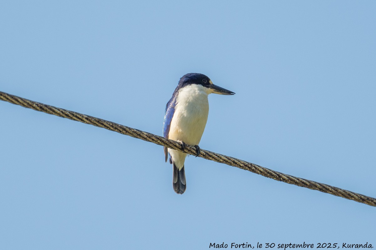 Forest Kingfisher - ML642693588