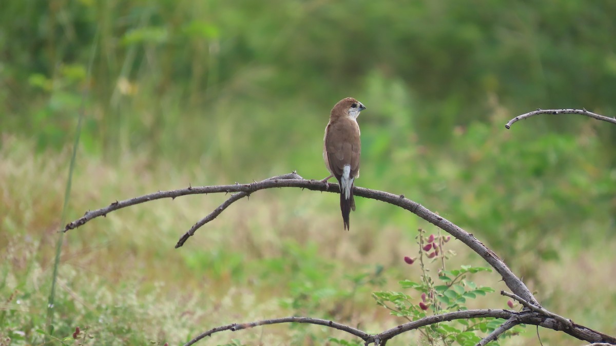 Indian Silverbill - ML642693595