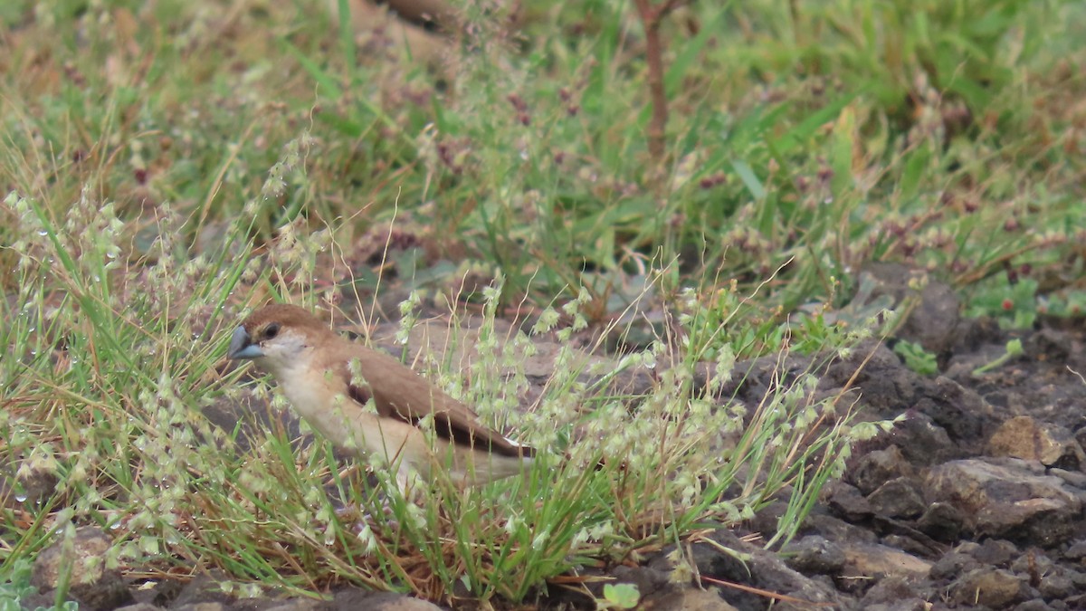 Indian Silverbill - ML642693597